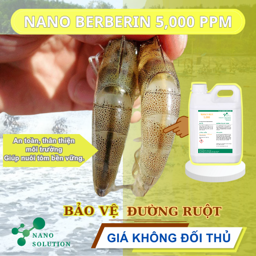 Nano Berberin – Giải pháp bảo vệ đường ruột cho tôm