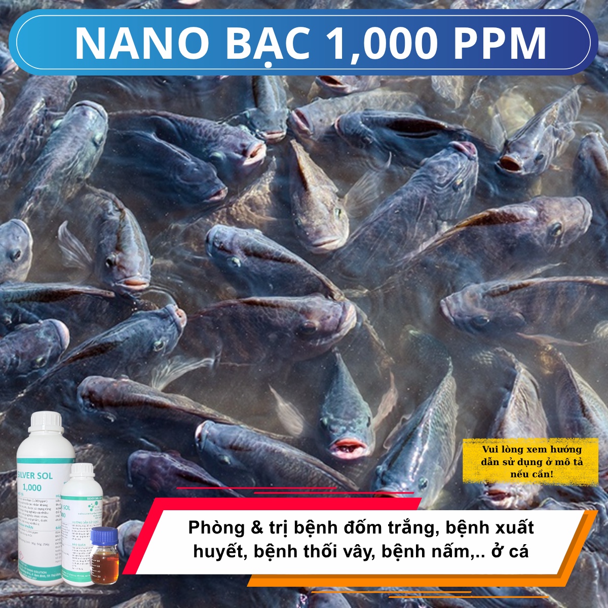 Phòng Bệnh Thối Vây, Đốm Trắng, Xuất Huyết Ở Cá – Giải Pháp Từ Nano Bạc 1000ppm
