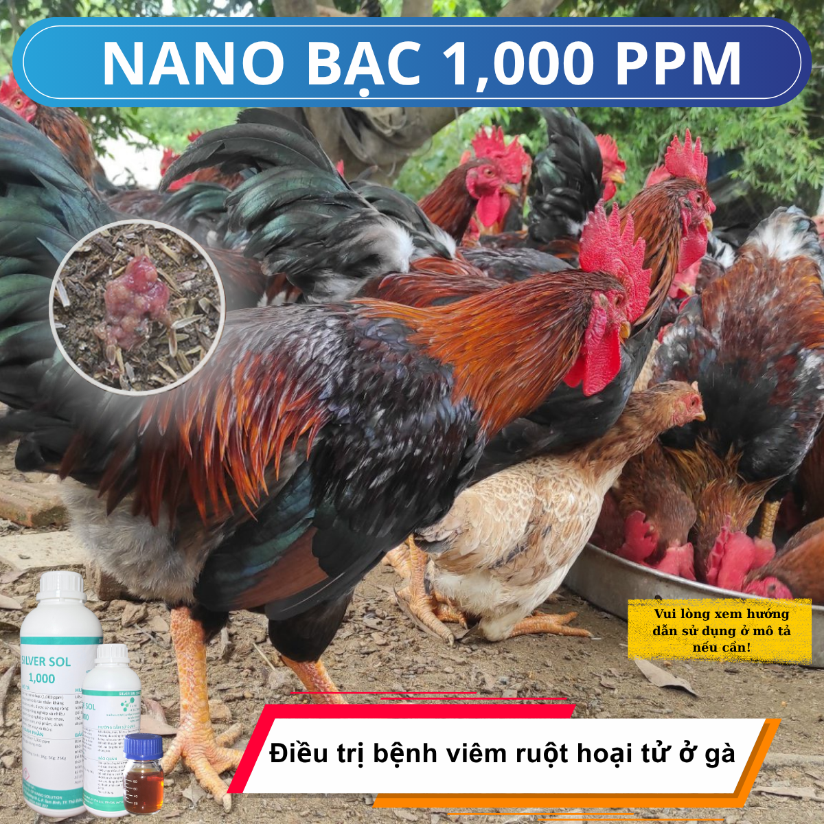 Nano Bạc 1000ppm – Giải Pháp Điều Trị Viêm Ruột Hoại Tử Ở Gà