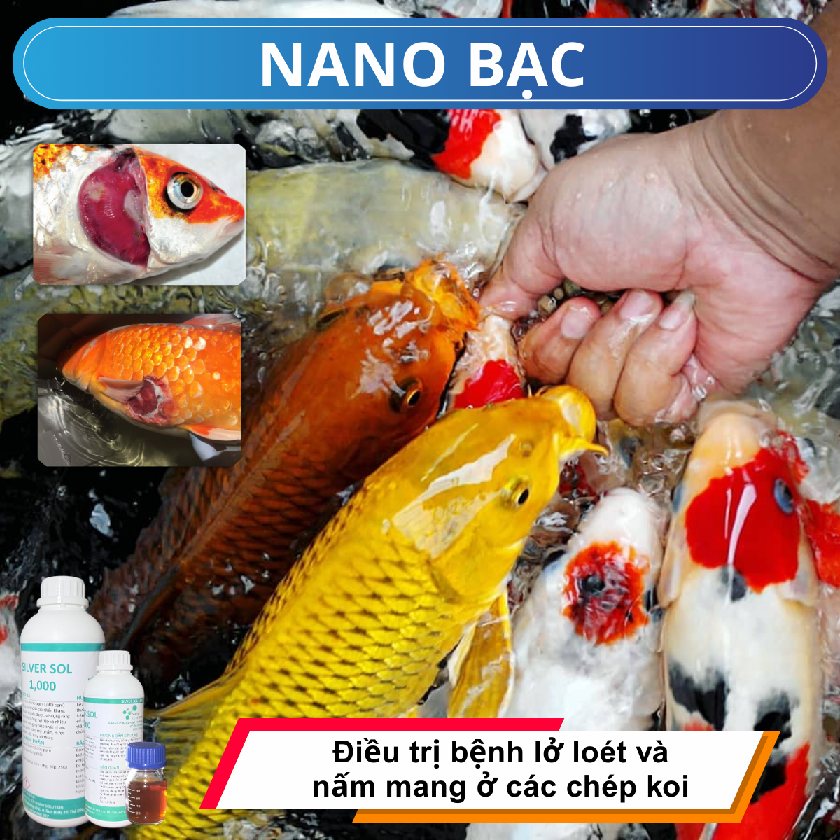 NANO BẠC – Giải pháp điều trị bệnh nấm mang và lở loét ở cá Koi hiệu quả