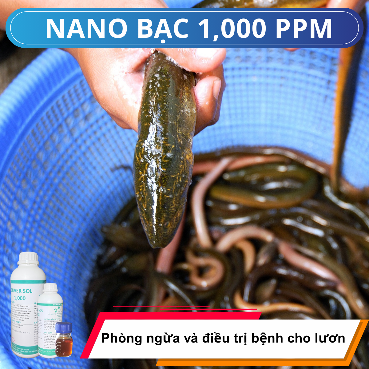 Nano Bạc 1000ppm phòng trị bệnh Lươn Đồng