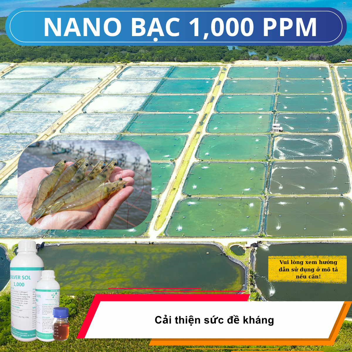 Gia Tăng Sức Đề Kháng Cho Ao Nuôi Tôm Bằng Nano Bạc 1000ppm