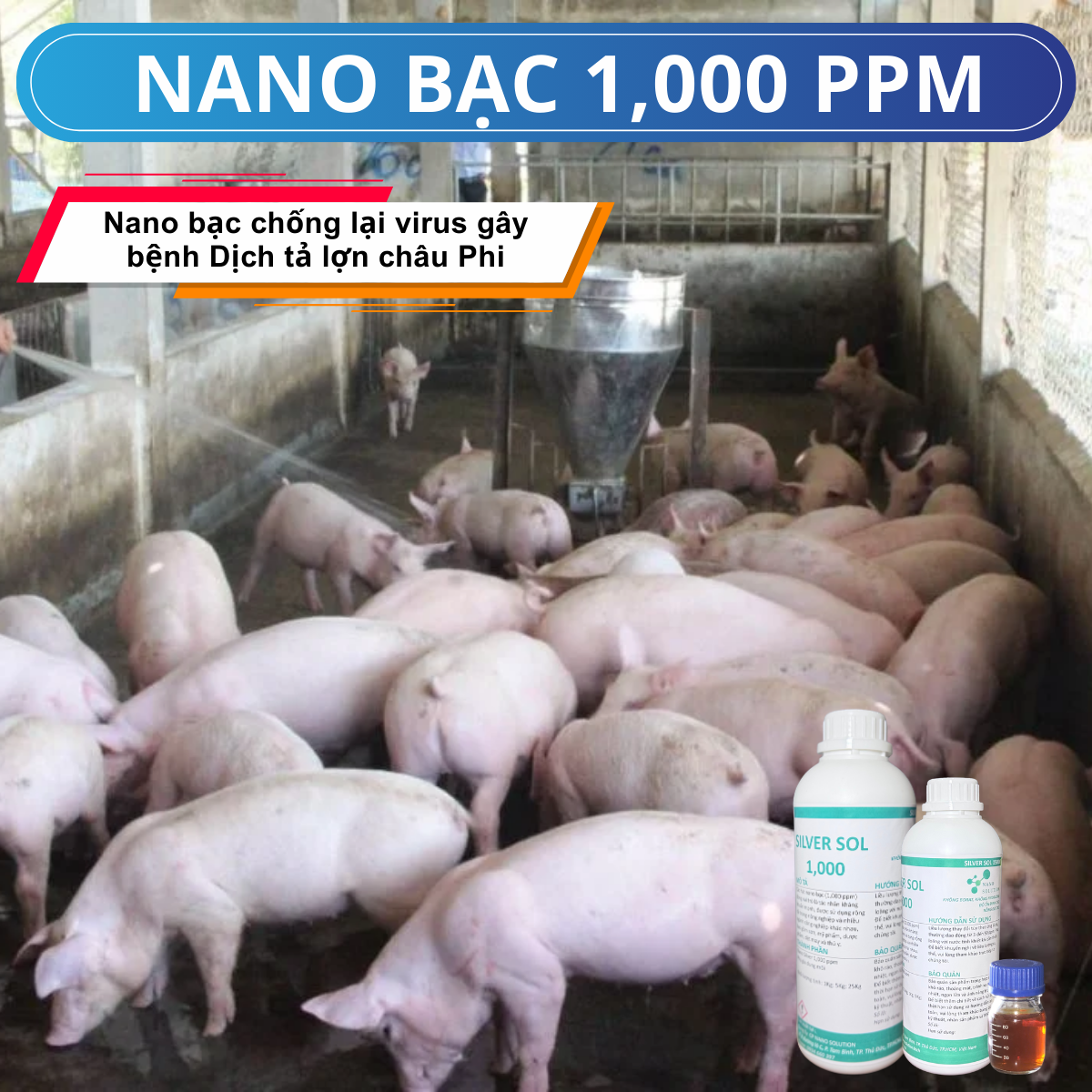 Giải Pháp Từ Nano Giúp Chống Dịch Tả Lợn Châu Phi (ASF)