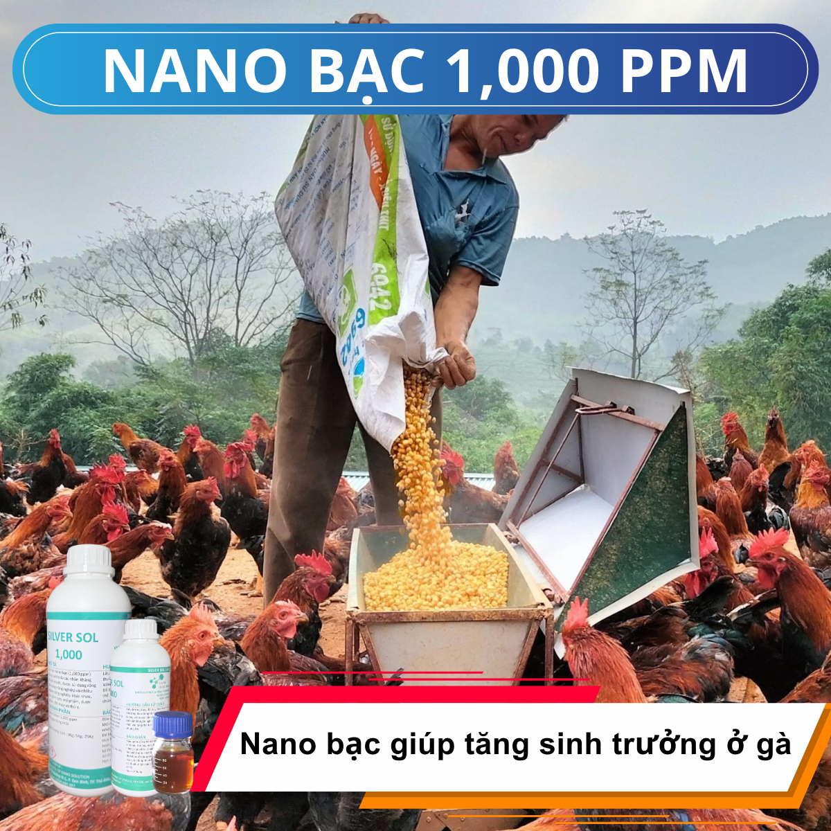 Nano bạc – Giải pháp an toàn kích thích sinh trưởng ở gà thịt