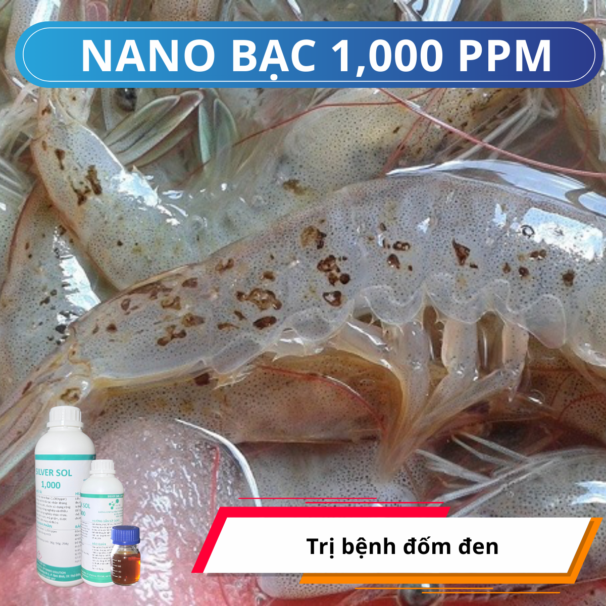 Nano bạc nguyên liệu 15000ppm và 1000ppm – Giải pháp hiệu quả trị & phòng bệnh đốm đen ở tôm thẻ chân trắng