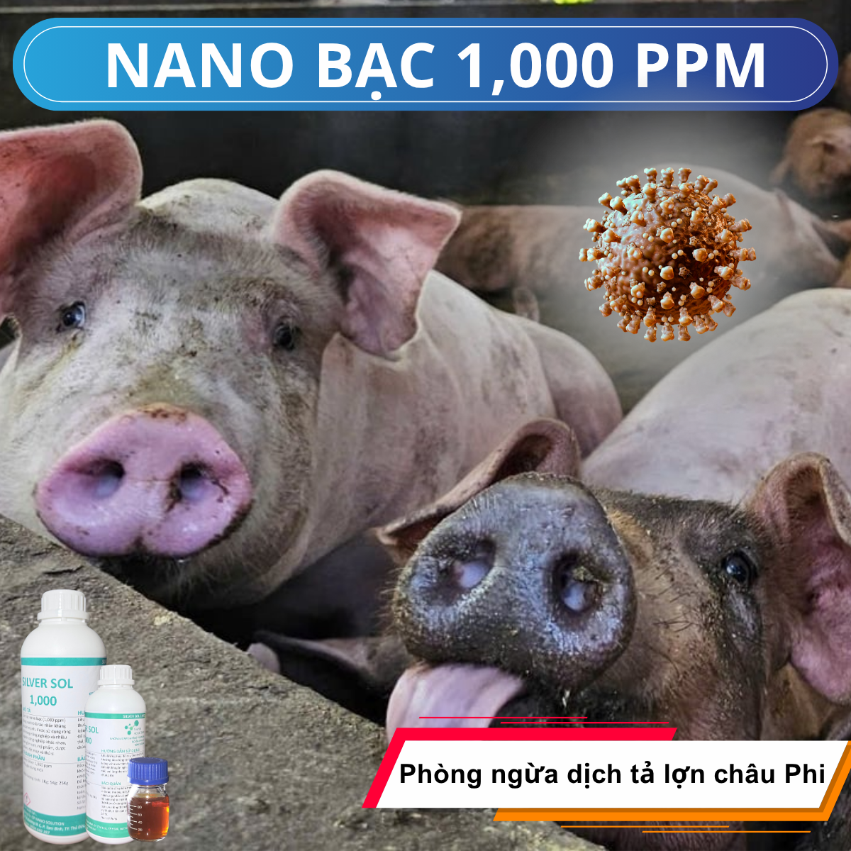 Phòng Dịch Tả Lợn Châu Phi Bằng Nano Bạc 1000ppm – Giải Pháp An Toàn, Không Kháng Thuốc